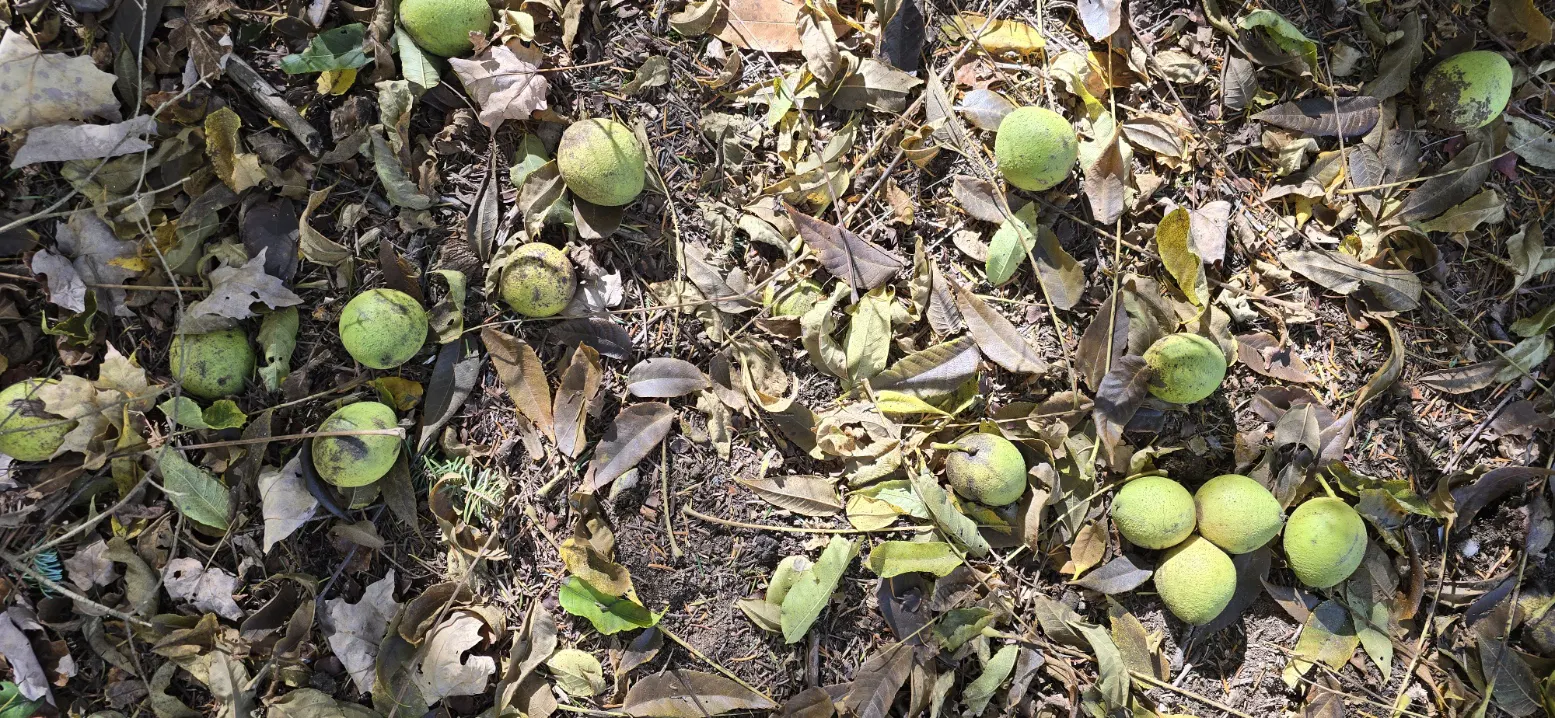 Raw black walnuts fallen to the ground