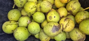 Raw black walnuts placed in a bucket 20241018